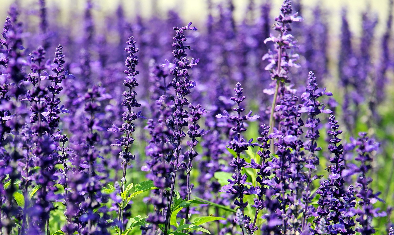 Lavanda