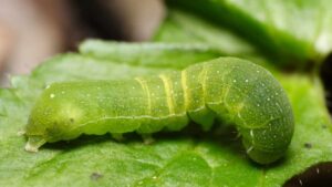 Quali sono i più efficaci rimedi naturali per sbarazzarti dei bruchi verdi