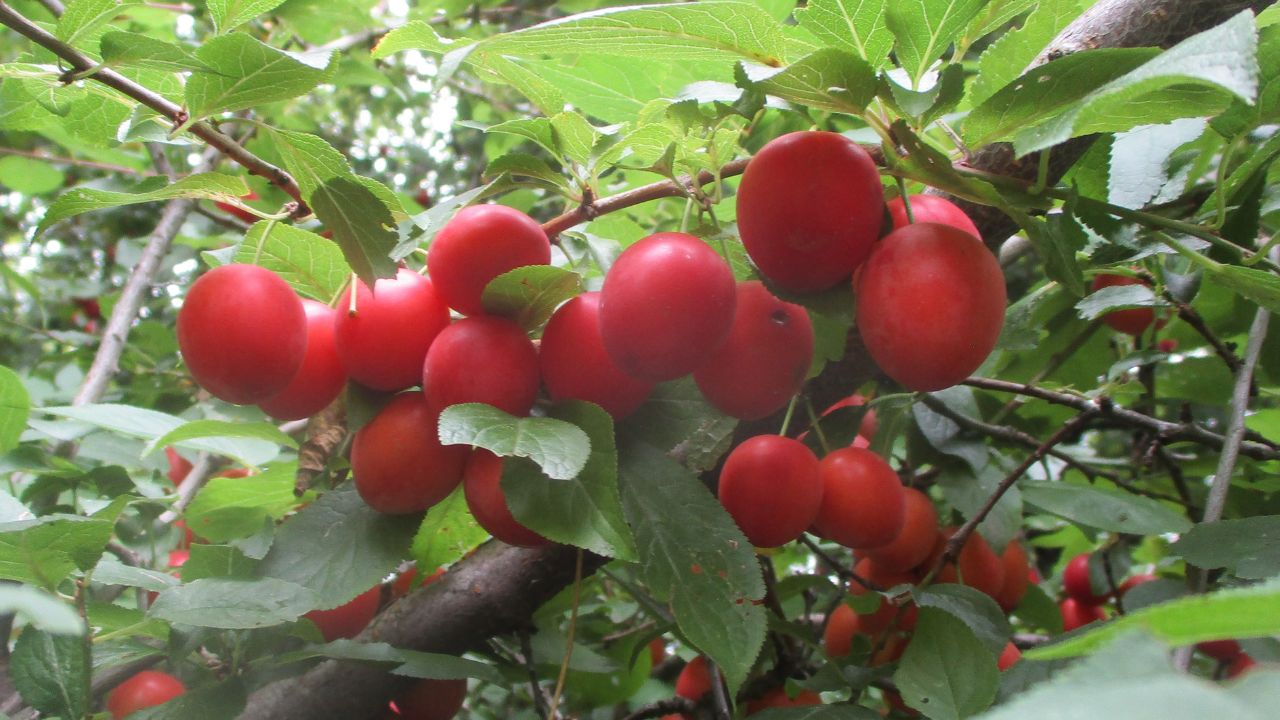 Prunus cerasifera