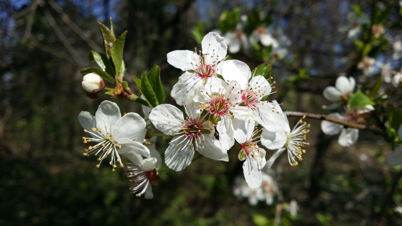 Fiori ciliegia susina