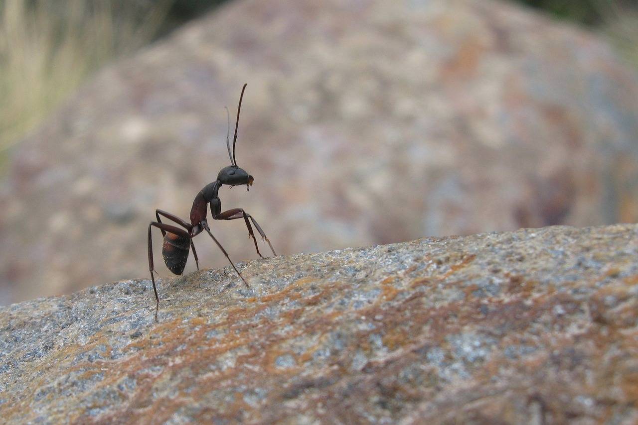 Formica cammina