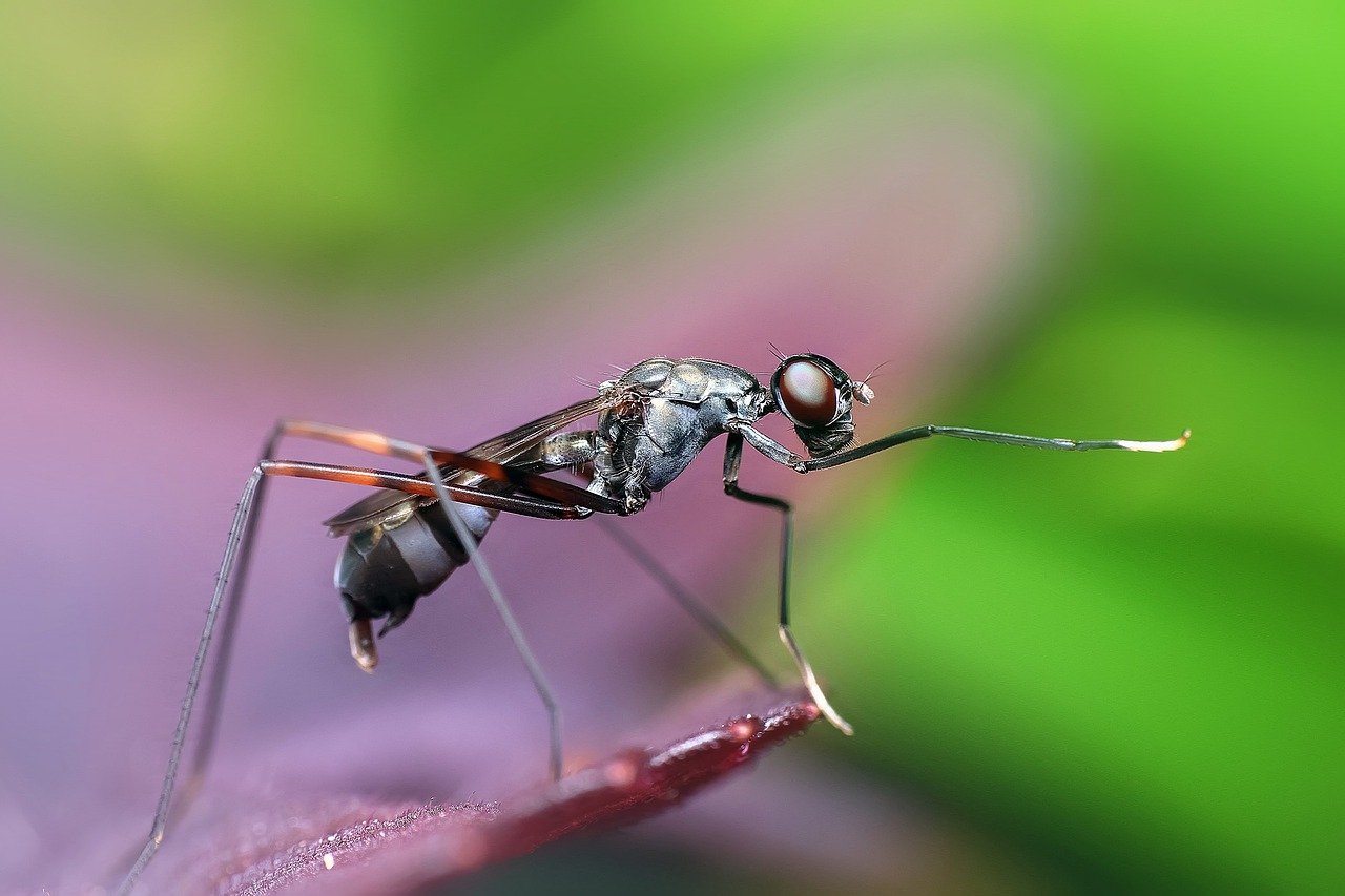 Formica macro