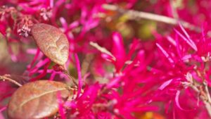 Loropetalum, i fiori che incantano tutti gli appassionati: come coltivarli e cosa sapere