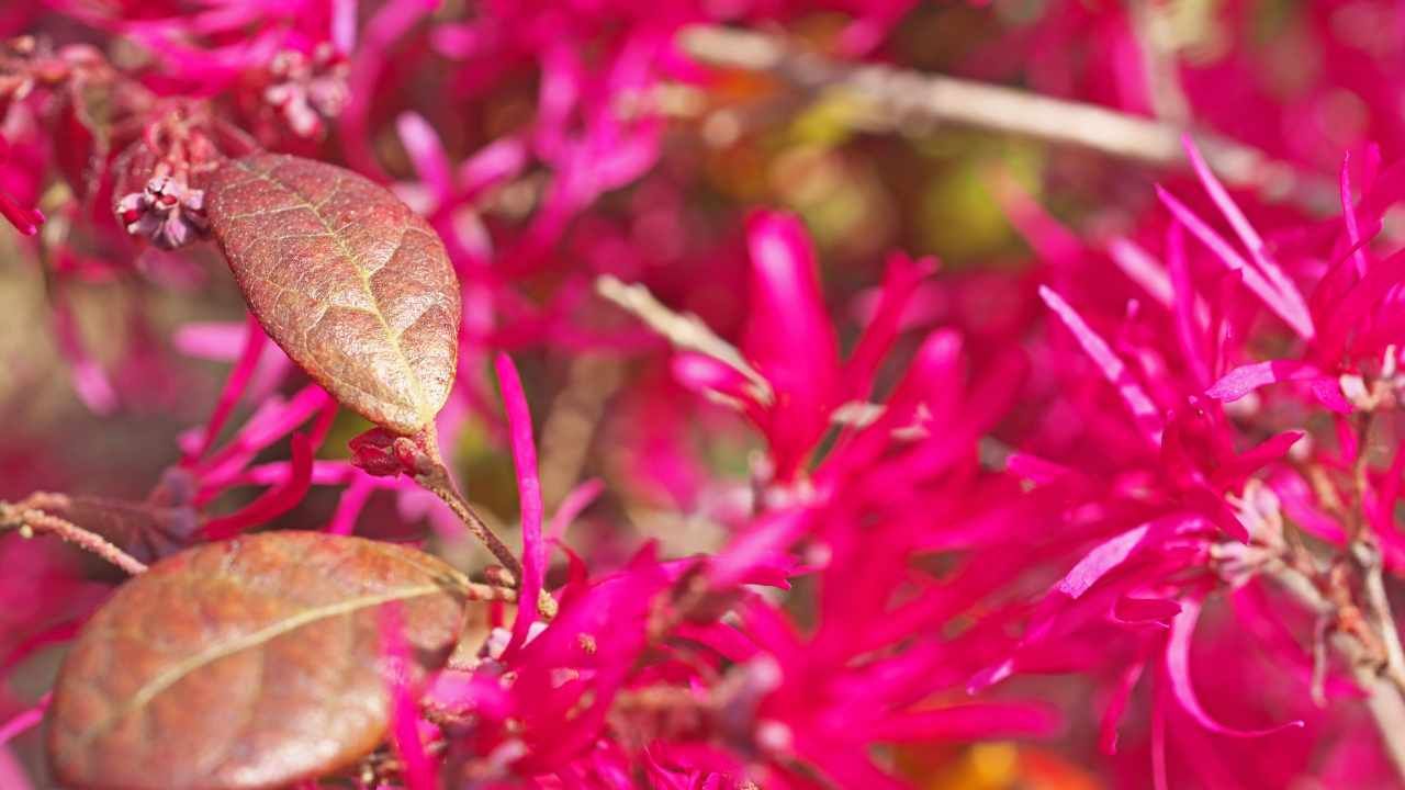 Fiori Loropetalum