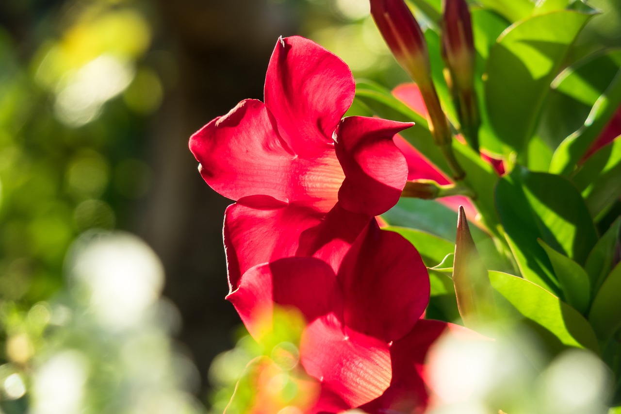 Mandevilla primo piano