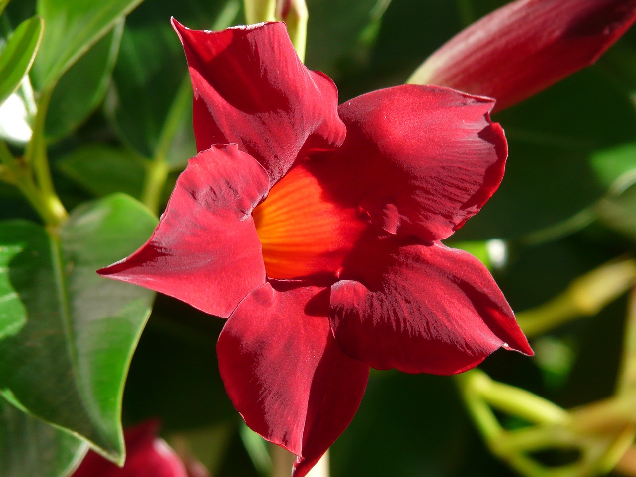 Mandevilla dai fiori rossi