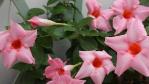 Come coltivare la Mandevilla in balcone