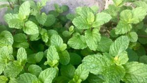 Menta del tuo giardino, come si conserva e come si utilizza