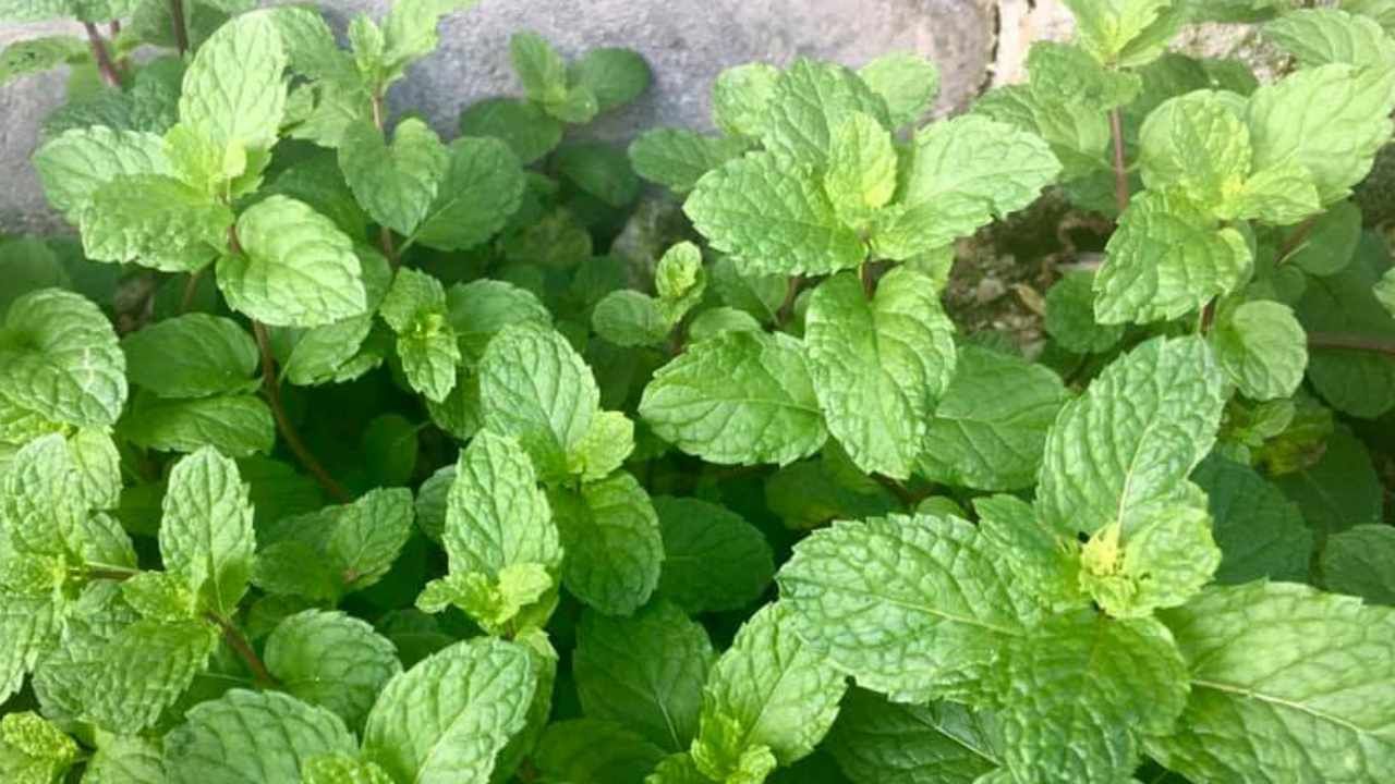 Menta