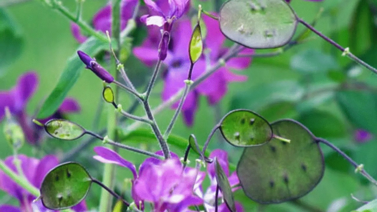 Lunaria