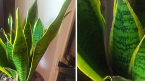 Sansevieria: come preparare un terriccio perfetto