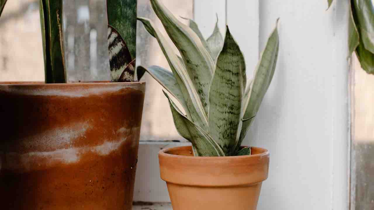 Sansevieria