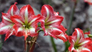 Amarillo: come coltivare questi meravigliosi fiori