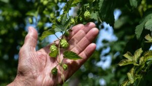 Luppolo: leggende e usi magici della birra