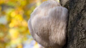 Se passeggi per il bosco e lo vedi, non avvicinarti: ecco perché