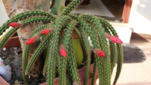 Quali sono i migliori cactus da interno