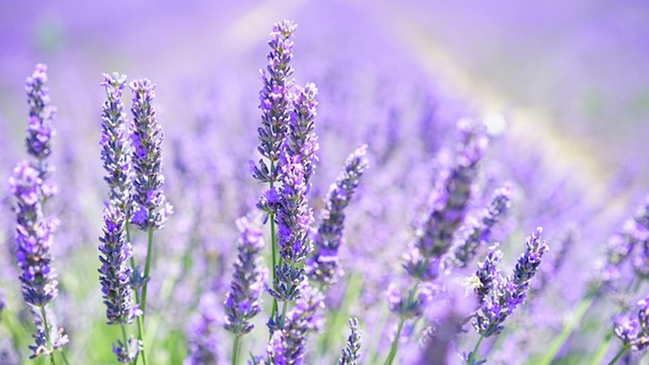 lavanda