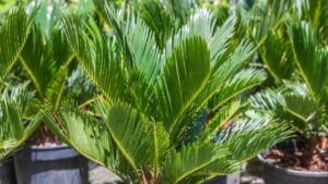 Cycas, bastano questi pochi consigli per vederla crescere in modo sorprendente