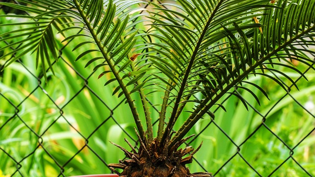 pianta tropicale