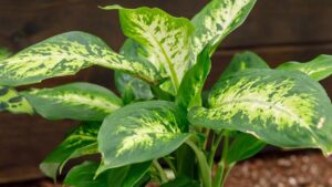 Dieffenbachia: come curare la pianta dalle foglie bellissime