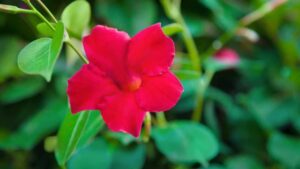 Quali sono le Dipladenia più belle per abbellire il tuo balcone o il tuo giardino