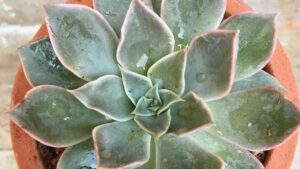 Foglie dell’echeveria bruciate dal sole? Intervieni così per risolvere il problema