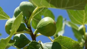 Lo sapevate che le foglie dell’albero di fico fanno molto bene al corpo? Scopriamo come farne un delizioso tè