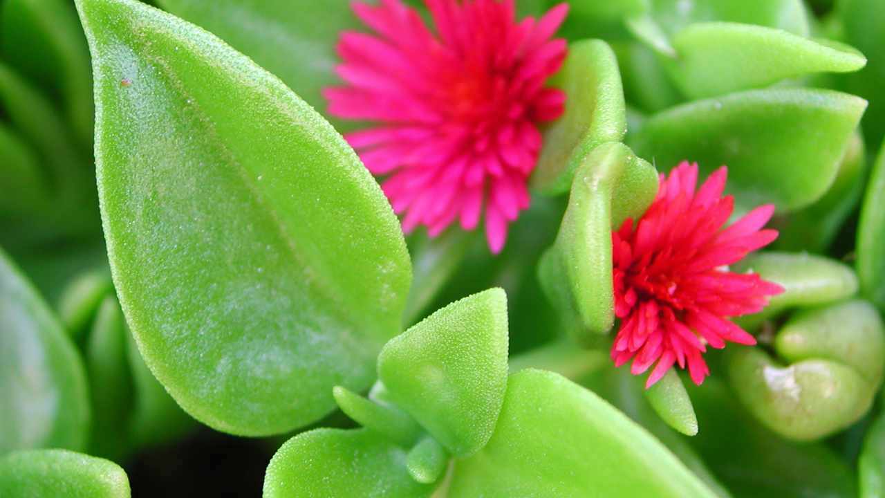 fiore di mezzogiorno