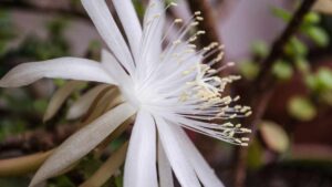 Dieci fiori notturni profumatissimi per il tuo giardino estivo