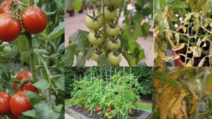 Le foglie di pomodoro cadono e la pianta non dà frutti? Il motivo non è quello che tutti pensano