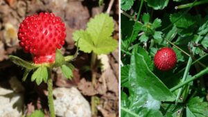 La falsa fragola o fragola matta: cos’é e perché non dovresti raccoglierla e mangiarla