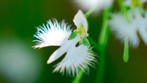 L’Orchidea dai fiori meravigliosi, come coltivare l’Habenaria