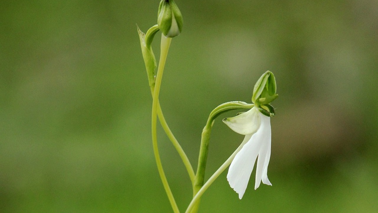 orchidea airone