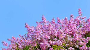 È lei la protagonista dei giardini estivi: tutto quello che devi sapere sulla Lagerstroemia