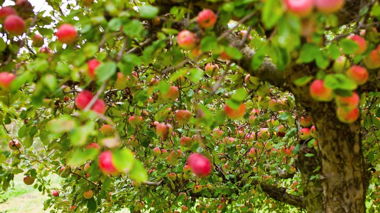 lichene muschi albero mele