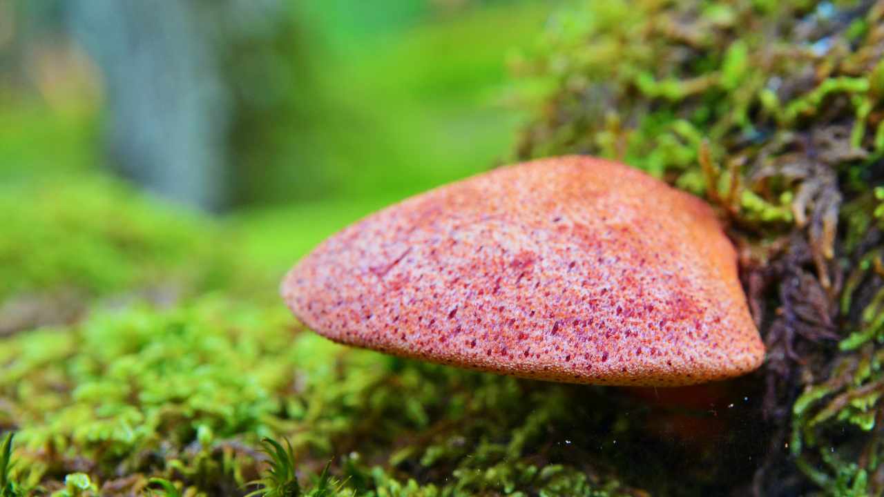  Fistulina hepatica