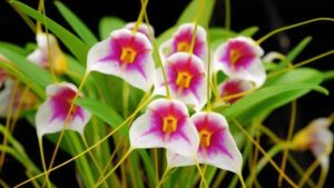 Masdevallia: i trucchetti per coltivare questa insolita orchidea