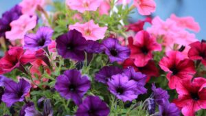 Piantine di petunia, cosa non amano: 5 cose sbagliate nella cura