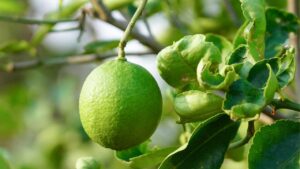 Anche tu puoi farlo: come coltivare la tua pianta di limone in giardino e avere tanti frutti