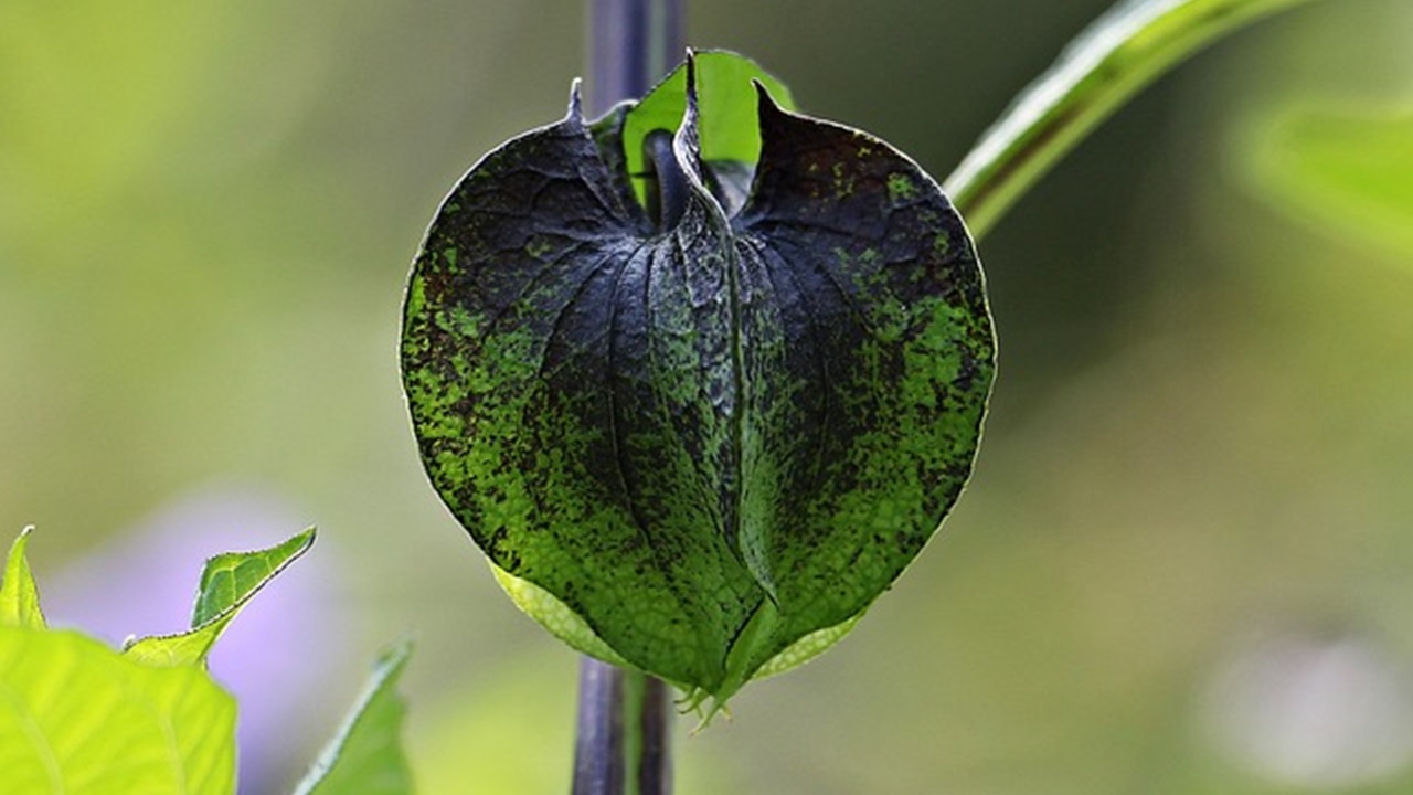 malattia delle piante