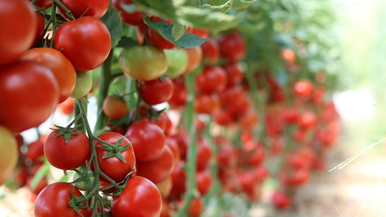 piante di pomodoro