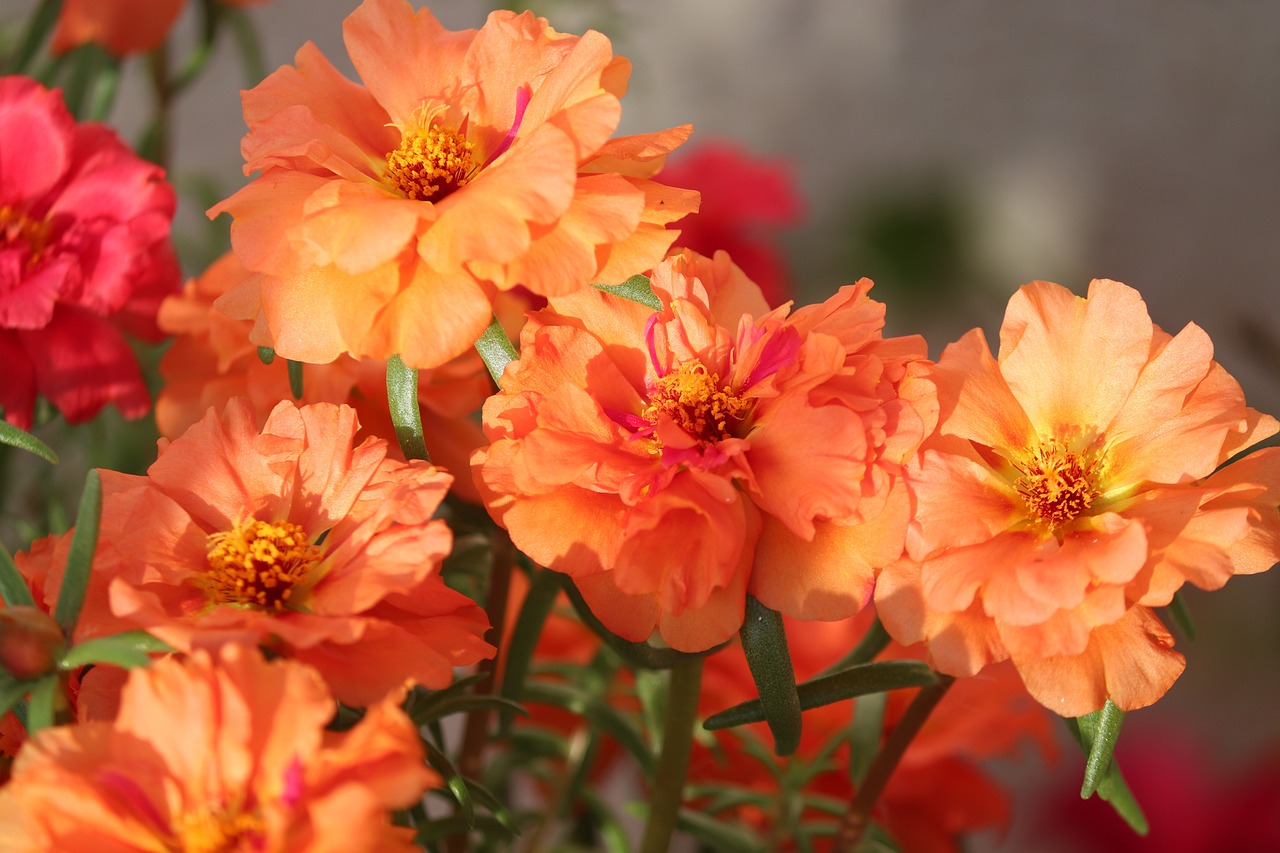 portulaca