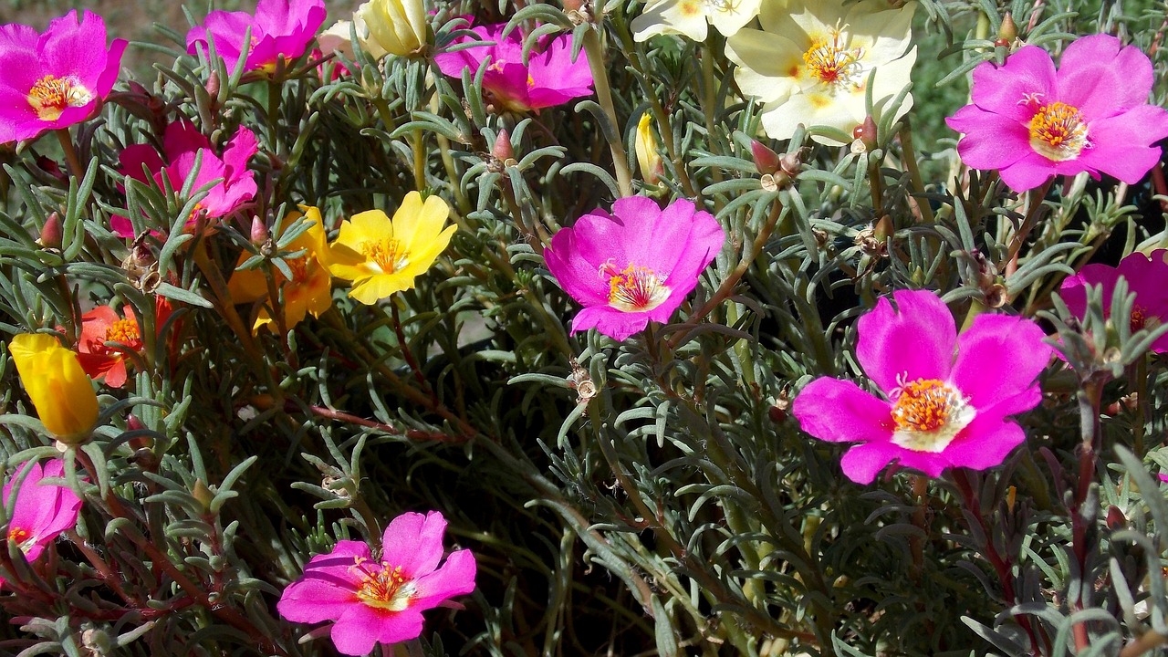 Portulaca