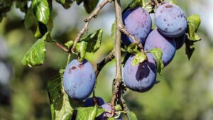 La prugna non da frutti? Ecco il trucchetto dei giardinieri