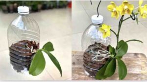 Il TRUCCO con bottiglie di plastica riciclate per far radicare le orchidee