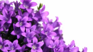 Viola Matronale, la pianta che colora il tuo giardino: tutto quello che dovresti sapere