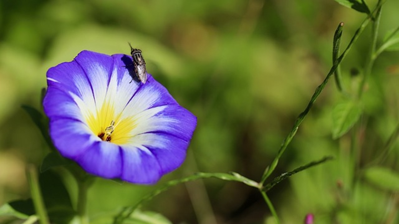 violetta