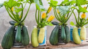 Una guida passo per passo per coltivare zucchine in vaso sul tuo patio o sul tuo terrazzo