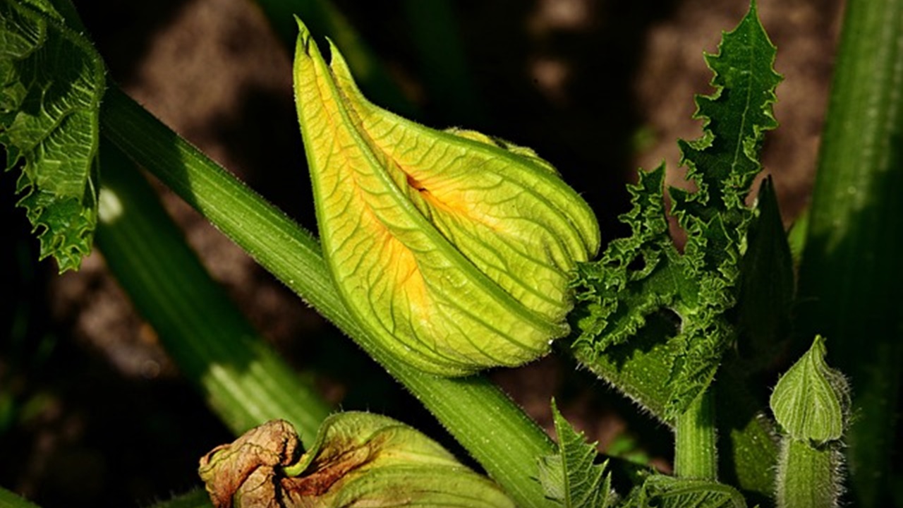 pianta di zucchina