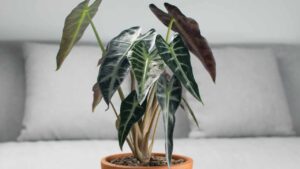 Alocasia, la pianta elegante: quando si pianta e tutti i consigli da seguire